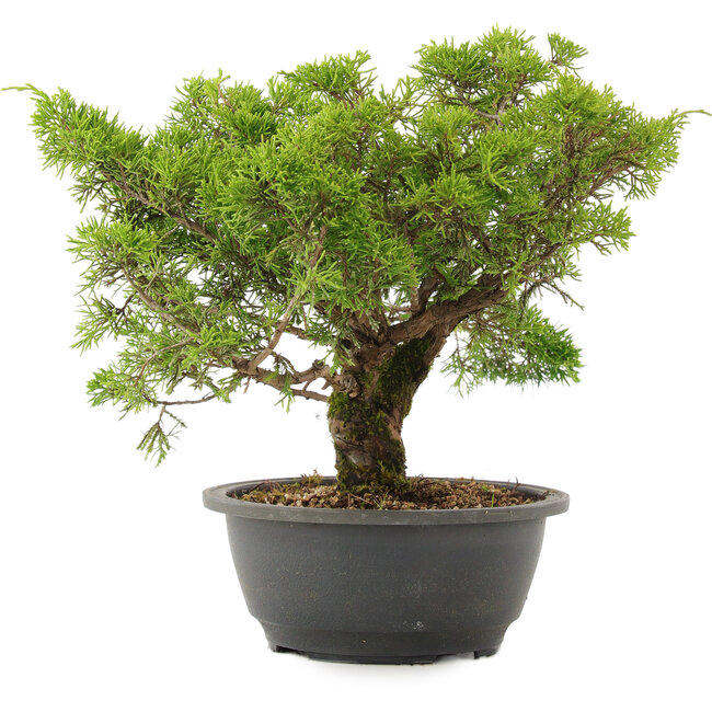 Juniperus chinensis Itoigawa, 26,5 cm, ± 15 años