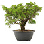 Juniperus chinensis Itoigawa, 26,5 cm, ± 15 ans