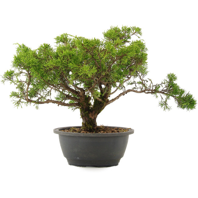 Juniperus chinensis Itoigawa, 26,5 cm, ± 15 Jahre alt