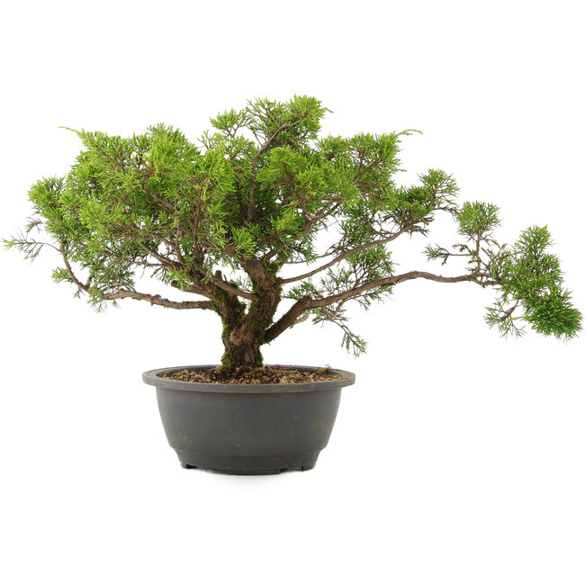 Juniperus chinensis Itoigawa, 26,5 cm, ± 15 jaar oud