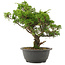 Juniperus chinensis Itoigawa, 30 cm, ± 15 jaar oud