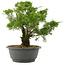 Juniperus chinensis Itoigawa, 28,5 cm, ± 15 Jahre alt