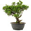 Juniperus chinensis Itoigawa, 30 cm, ± 15 jaar oud