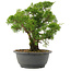 Juniperus chinensis Itoigawa, 28,5 cm, ± 15 years old