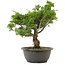 Juniperus chinensis Itoigawa, 30 cm, ± 15 jaar oud