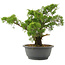 Juniperus chinensis Itoigawa, 28,5 cm, ± 15 Jahre alt