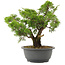 Juniperus chinensis Itoigawa, 28,5 cm, ± 15 jaar oud