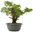 Juniperus chinensis Itoigawa, 28,5 cm, ± 15 Jahre alt