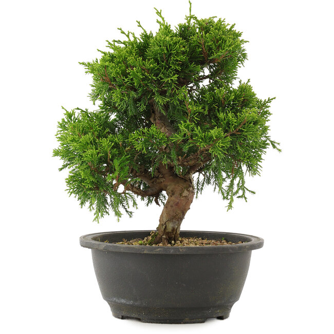 Juniperus chinensis Itoigawa, 25 cm, ± 15 jaar oud