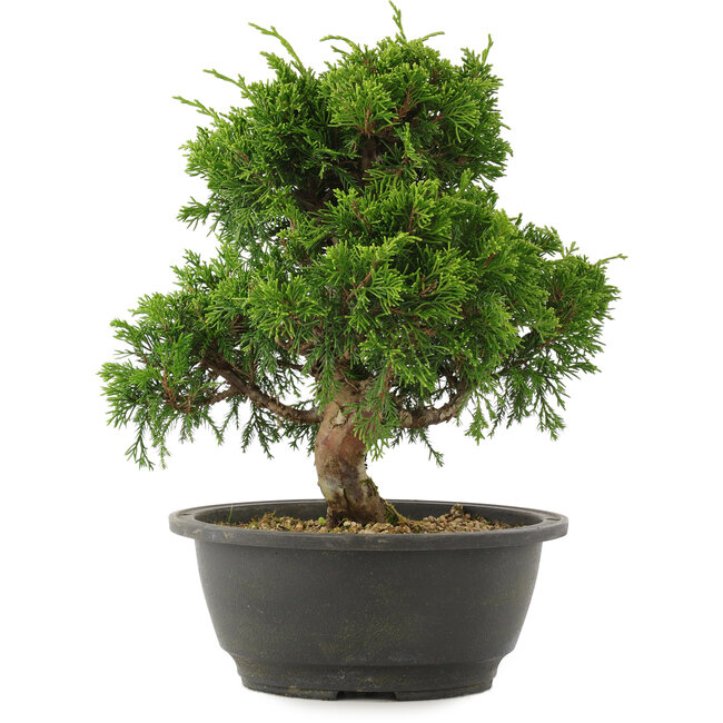 Juniperus chinensis Itoigawa, 25 cm, ± 15 ans
