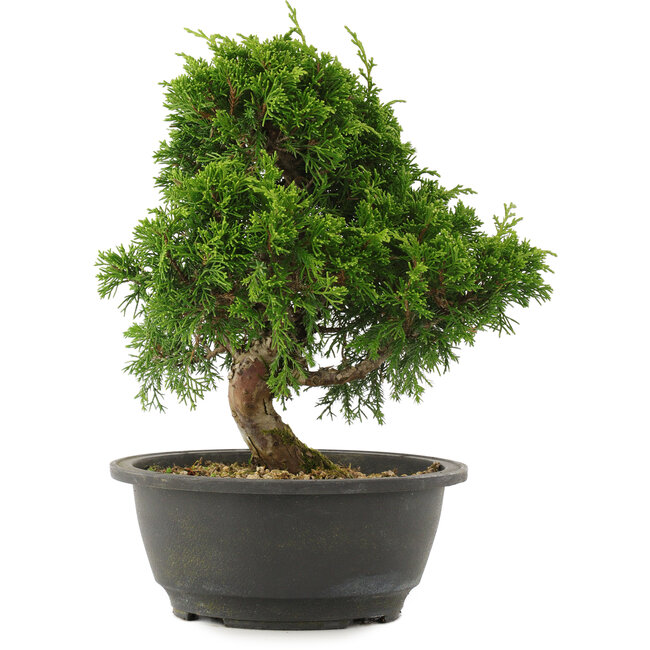Juniperus chinensis Itoigawa, 25 cm, ± 15 años