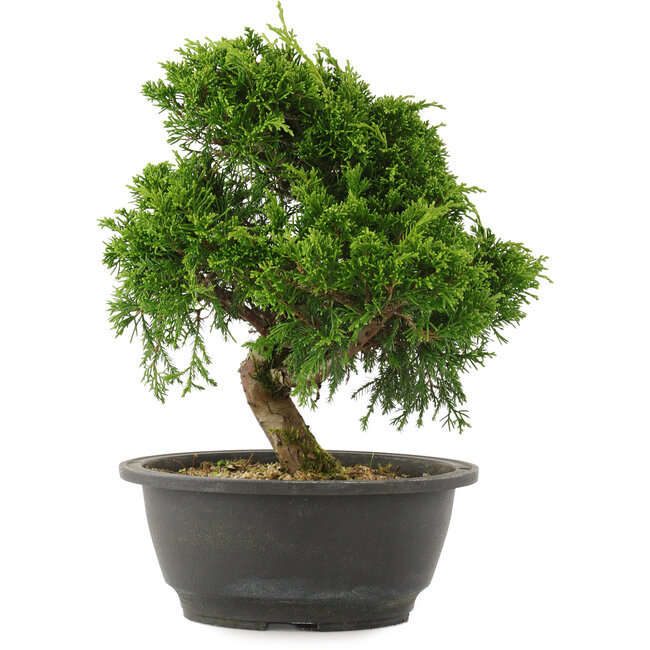 Juniperus chinensis Itoigawa, 25 cm, ± 15 jaar oud