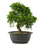 Juniperus chinensis Itoigawa, 25 cm, ± 15 años