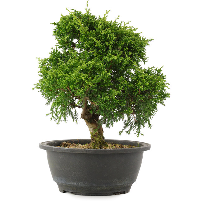 Juniperus chinensis Itoigawa, 25 cm, ± 15 jaar oud