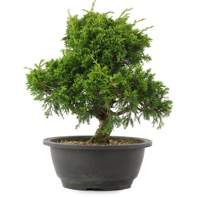 Juniperus chinensis Itoigawa, 25 cm, ± 15 ans