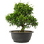 Juniperus chinensis Itoigawa, 25 cm, ± 15 Jahre alt