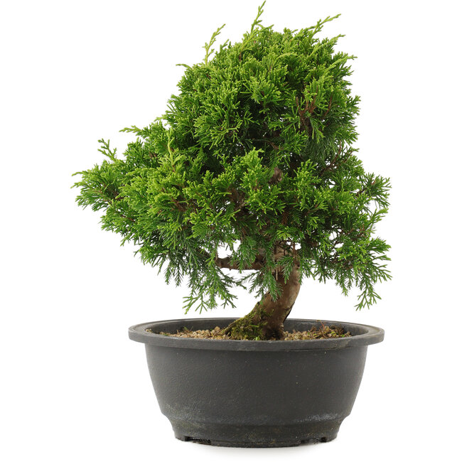 Juniperus chinensis Itoigawa, 25 cm, ± 15 años