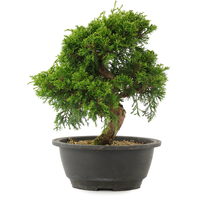 Juniperus chinensis Itoigawa, 25 cm, ± 15 años