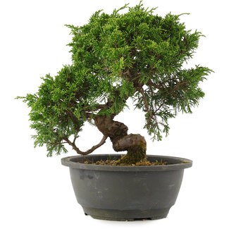 Juniperus chinensis Itoigawa, 25,5 cm, ± 15 years old