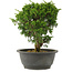 Juniperus chinensis Itoigawa, 25,5 cm, ± 15 years old