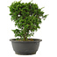 Juniperus chinensis Itoigawa, 25,5 cm, ± 15 years old