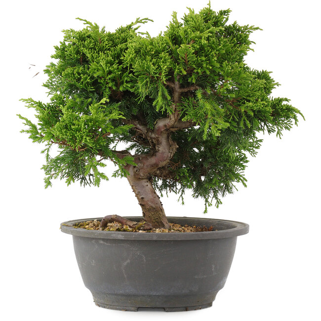 Juniperus chinensis Itoigawa, 24 cm, ± 15 jaar oud