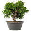Juniperus chinensis Itoigawa, 24 cm, ± 15 jaar oud