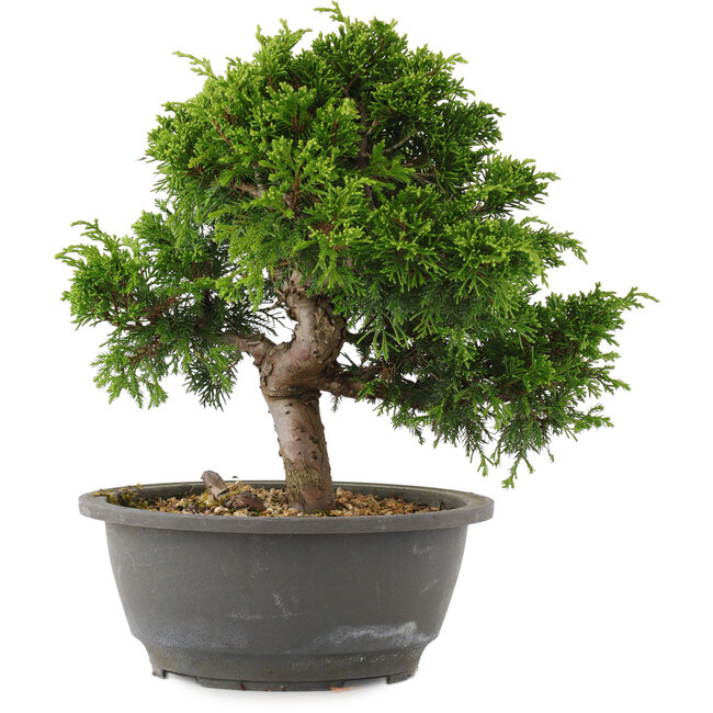 Juniperus chinensis Itoigawa, 24 cm, ± 15 years old