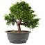 Juniperus chinensis Itoigawa, 24 cm, ± 15 anni