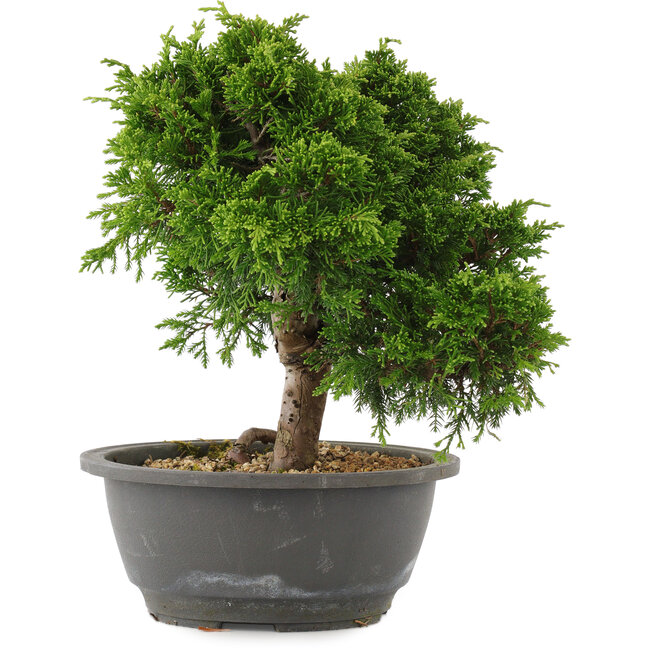 Juniperus chinensis Itoigawa, 24 cm, ± 15 anni