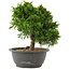 Juniperus chinensis Itoigawa, 24 cm, ± 15 years old