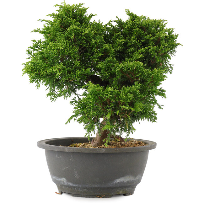 Juniperus chinensis Itoigawa, 24 cm, ± 15 ans