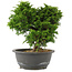 Juniperus chinensis Itoigawa, 24 cm, ± 15 anni