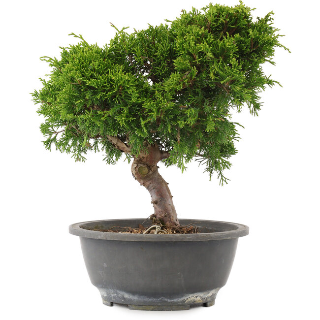 Juniperus chinensis Itoigawa, 26,5 cm, ± 15 jaar oud