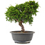 Juniperus chinensis Itoigawa, 26,5 cm, ± 15 jaar oud
