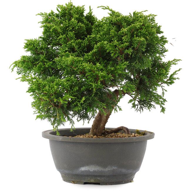 Juniperus chinensis Itoigawa, 24 cm, ± 15 jaar oud