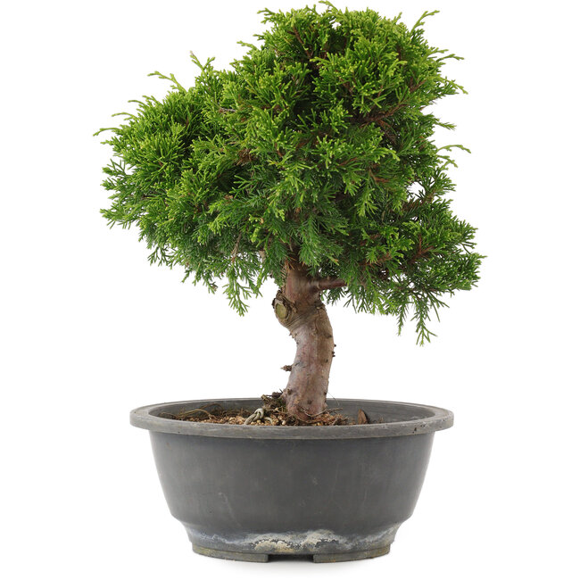 Juniperus chinensis Itoigawa, 26,5 cm, ± 15 ans