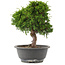Juniperus chinensis Itoigawa, 26,5 cm, ± 15 jaar oud