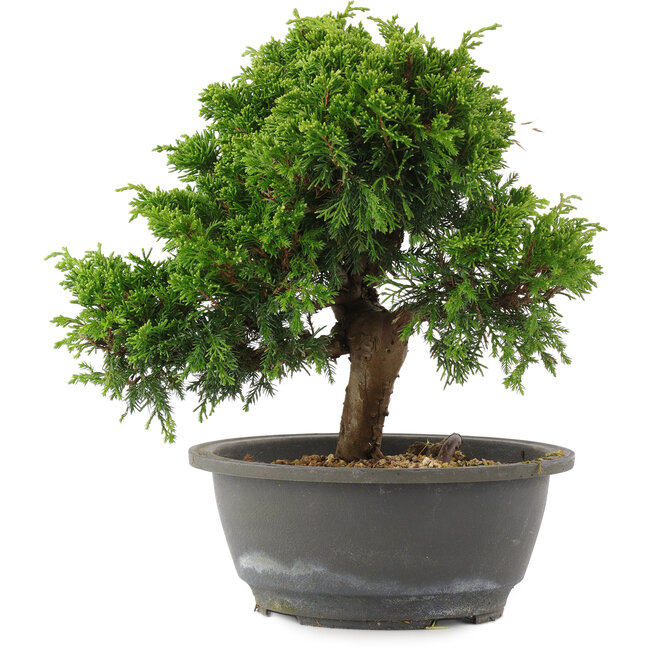 Juniperus chinensis Itoigawa, 24 cm, ± 15 Jahre alt