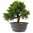 Juniperus chinensis Itoigawa, 24 cm, ± 15 jaar oud