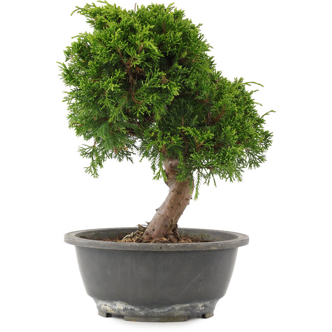 Juniperus chinensis Itoigawa, 26,5 cm, ± 15 años