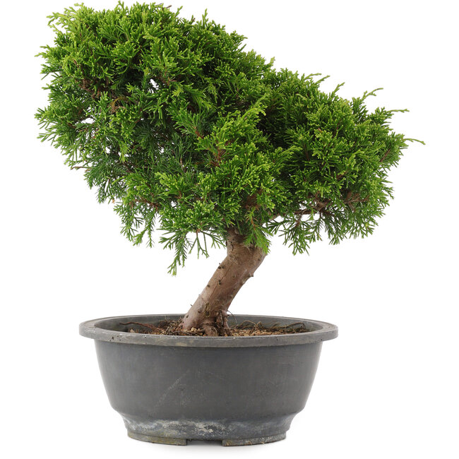Juniperus chinensis Itoigawa, 26,5 cm, ± 15 años