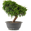 Juniperus chinensis Itoigawa, 26,5 cm, ± 15 jaar oud