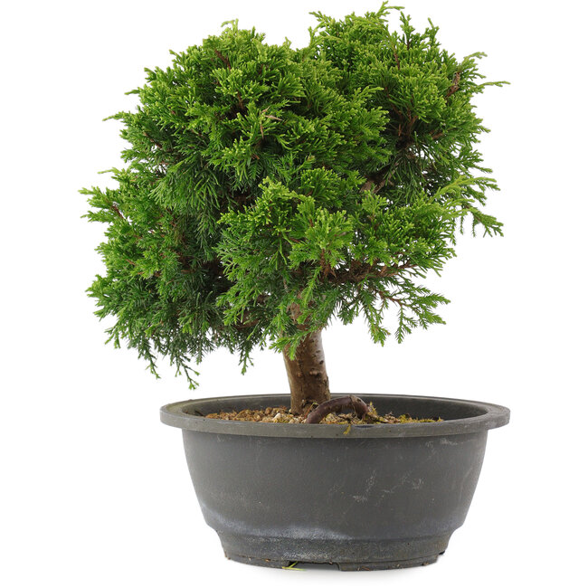Juniperus chinensis Itoigawa, 24 cm, ± 15 years old