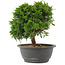 Juniperus chinensis Itoigawa, 24 cm, ± 15 jaar oud