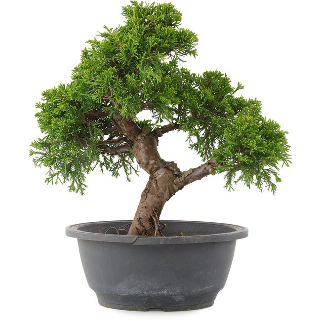 Juniperus chinensis Itoigawa, 26,5 cm, ± 15 ans