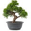 Juniperus chinensis Itoigawa, 26,5 cm, ± 15 años