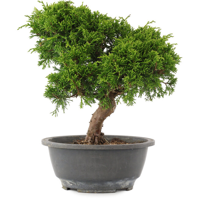 Juniperus chinensis Itoigawa, 26,5 cm, ± 15 años