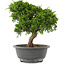 Juniperus chinensis Itoigawa, 26,5 cm, ± 15 jaar oud