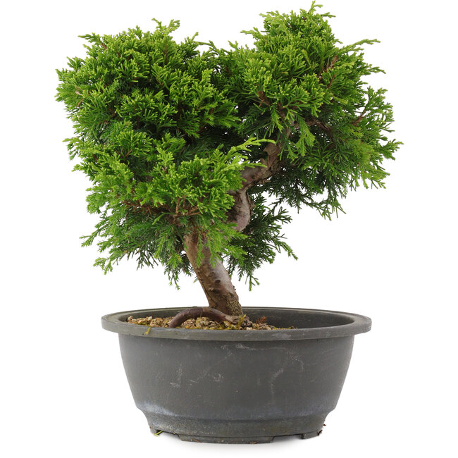 Juniperus chinensis Itoigawa, 24 cm, ± 15 Jahre alt